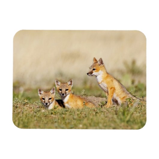 Swift Fox (Vulpes macrotis), jung in den Burrow, 5 Magnet (Horizontal)