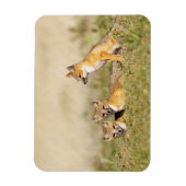 Swift Fox (Vulpes macrotis), jung in den Burrow, 5 Magnet (Vertikal)