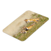 Swift Fox (Vulpes macrotis), jung in den Burrow, 5 Magnet (Linke Seite)