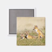 Swift Fox (Vulpes macrotis), jung in den Burrow, 5 Magnet (Vorderseite/Rückseite)