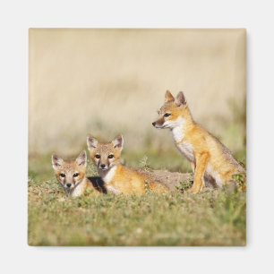 Swift Fox (Vulpes macrotis), jung in den Burrow, 5 Magnet