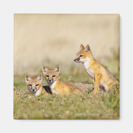 Swift Fox (Vulpes macrotis), jung in den Burrow, 5 Magnet (Vorne)