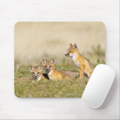 Swift Fox (Vulpes macrotis), jung in den Burrow, 5 Mousepad (Mit Mouse)