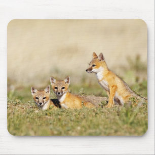 Swift Fox (Vulpes macrotis), jung in den Burrow, 5 Mousepad