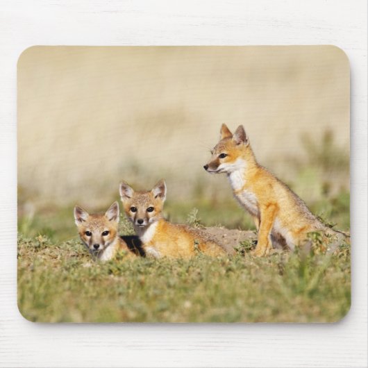 Swift Fox (Vulpes macrotis), jung in den Burrow, 5 Mousepad (Vorne)