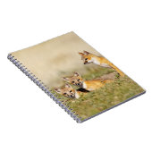 Swift Fox (Vulpes macrotis), jung in den Burrow, 5 Notizblock (Rechte Seite)