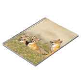 Swift Fox (Vulpes macrotis), jung in den Burrow, 5 Notizblock (Linke Seite)
