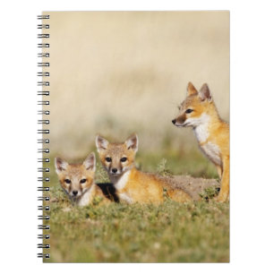 Swift Fox (Vulpes macrotis), jung in den Burrow, 5 Notizblock