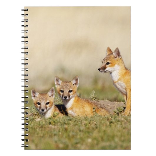 Swift Fox (Vulpes macrotis), jung in den Burrow, 5 Notizblock (Vorderseite)