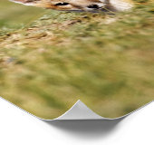 Swift Fox (Vulpes macrotis), jung in den Burrow, 5 Poster (Ecke)