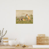 Swift Fox (Vulpes macrotis), jung in den Burrow, 5 Poster (Küche)