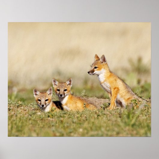 Swift Fox (Vulpes macrotis), jung in den Burrow, 5 Poster (Vorne)