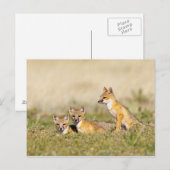 Swift Fox (Vulpes macrotis), jung in den Burrow, 5 Postkarte (Vorne/Hinten)