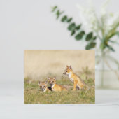 Swift Fox (Vulpes macrotis), jung in den Burrow, 5 Postkarte (Stehend Vorderseite)
