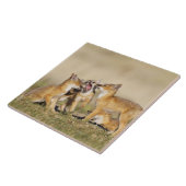 Swift Fox (Vulpes macrotis), jung in den Burrow, Fliese (Seite)