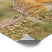 Swift Fox (Vulpes macrotis), jung in den Burrow, Poster (Ecke)