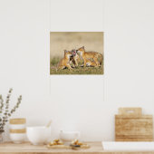 Swift Fox (Vulpes macrotis), jung in den Burrow, Poster (Küche)