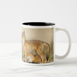 Swift Fox (Vulpes macrotis), jung in den Burrow, Zweifarbige Tasse