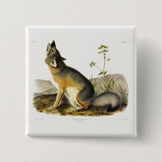 Swift Fox (Vulpes Velox) von Audubon Quadrupeds Button (Vorderseite)