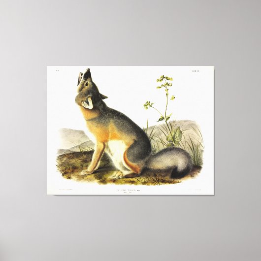 Swift Fox (Vulpes Velox) von Audubon Quadrupeds Leinwanddruck (Vorderseite)