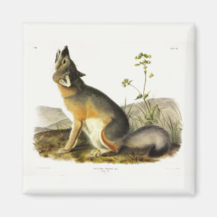Swift Fox (Vulpes Velox) von Audubon Quadrupeds Magnet