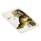 Swift Fox (Vulpes Velox) von Audubon Quadrupeds Magnet (Rechte Seite)