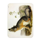 Swift Fox (Vulpes Velox) von Audubon Quadrupeds Magnet (Vertikal)