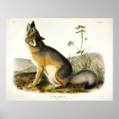 Swift Fox (Vulpes Velox) von Audubon Quadrupeds Poster (Vorne)