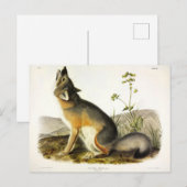 Swift Fox (Vulpes Velox) von Audubon Quadrupeds Postkarte (Vorne/Hinten)