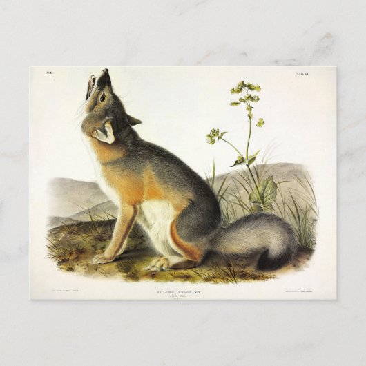 Swift Fox (Vulpes Velox) von Audubon Quadrupeds Postkarte (Vorderseite)
