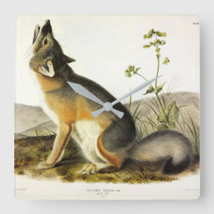 Swift Fox (Vulpes Velox) von Audubon Quadrupeds Quadratische Wanduhr