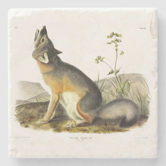Swift Fox (Vulpes Velox) von Audubon Quadrupeds Steinuntersetzer (Vorderseite)