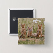 Swift Fox (Vulpes velox) weiblich mit jung bei Button (Vorne & Hinten)