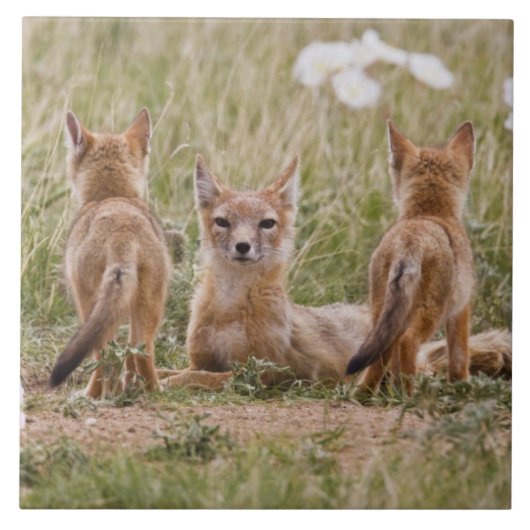 Swift Fox (Vulpes velox) weiblich mit jung bei Fliese (Vorderseite)