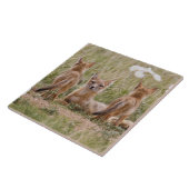 Swift Fox (Vulpes velox) weiblich mit jung bei Fliese (Seite)