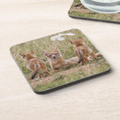 Swift Fox (Vulpes velox) weiblich mit jung bei Getränkeuntersetzer (Linke Seite)