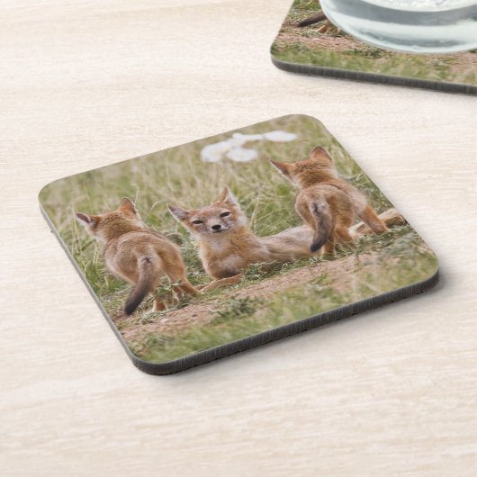 Swift Fox (Vulpes velox) weiblich mit jung bei Getränkeuntersetzer (Linke Seite)