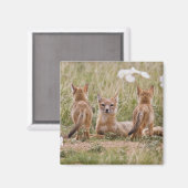 Swift Fox (Vulpes velox) weiblich mit jung bei Magnet (Vorderseite/Rückseite)