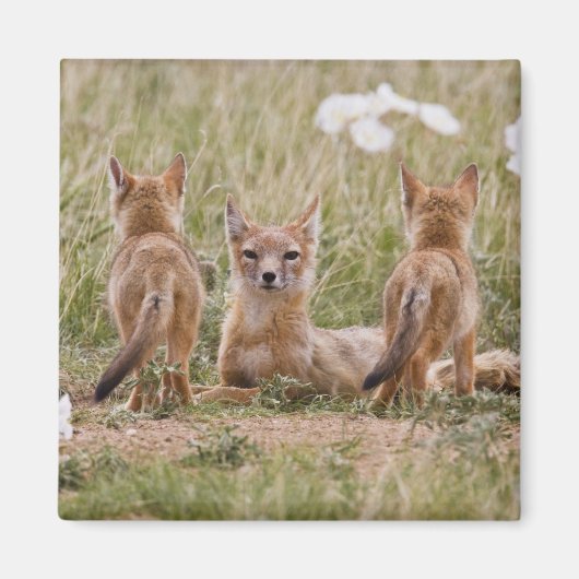 Swift Fox (Vulpes velox) weiblich mit jung bei Magnet (Vorne)