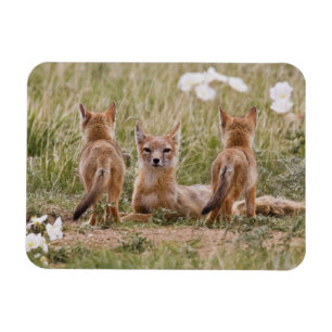 Swift Fox (Vulpes velox) weiblich mit jung bei Magnet