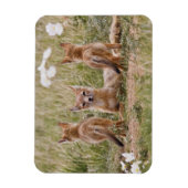 Swift Fox (Vulpes velox) weiblich mit jung bei Magnet (Vertikal)