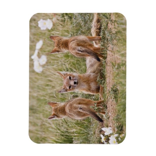 Swift Fox (Vulpes velox) weiblich mit jung bei Magnet (Vertikal)