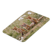 Swift Fox (Vulpes velox) weiblich mit jung bei Magnet (Linke Seite)