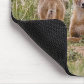 Swift Fox (Vulpes velox) weiblich mit jung bei Mousepad (Ecke)