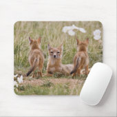 Swift Fox (Vulpes velox) weiblich mit jung bei Mousepad (Mit Mouse)