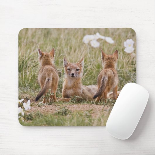Swift Fox (Vulpes velox) weiblich mit jung bei Mousepad (Mit Mouse)