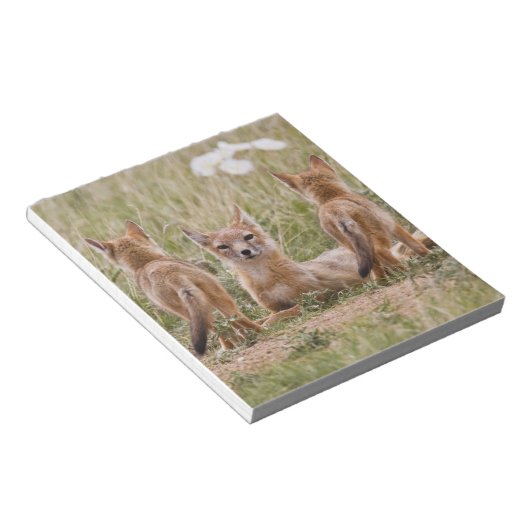 Swift Fox (Vulpes velox) weiblich mit jung bei Notizblock (angewinkelt)