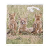Swift Fox (Vulpes velox) weiblich mit jung bei Notizblock (Vorderseite)