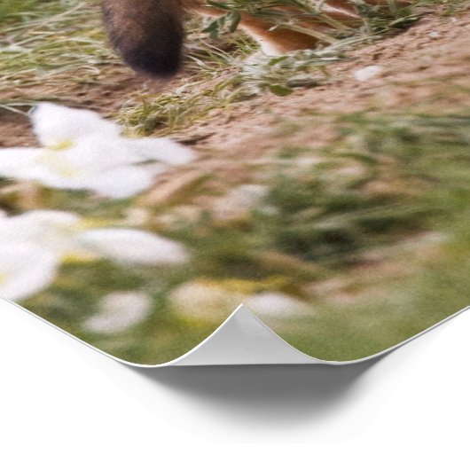 Swift Fox (Vulpes velox) weiblich mit jung bei Poster (Ecke)