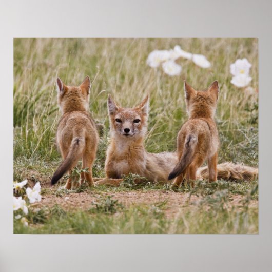 Swift Fox (Vulpes velox) weiblich mit jung bei Poster (Vorne)